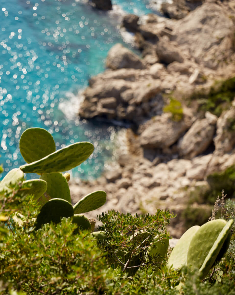 Limoncello di Capri - detail of the vegetation of the island of Capri